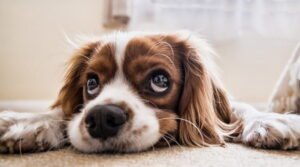 cosa comprare per l'arrivo di un cucciolo di cane