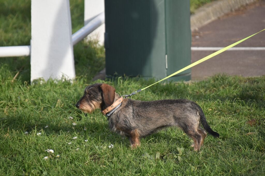 dog, dachshund, canine