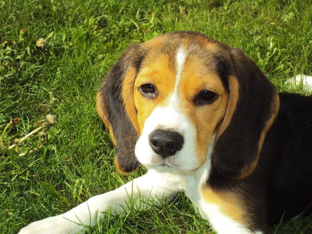 Beagle, cane di taglia media