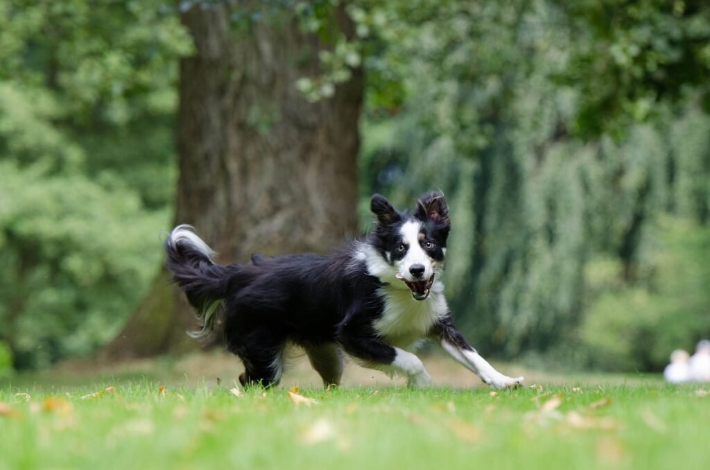 border collie, running dog, young dog
