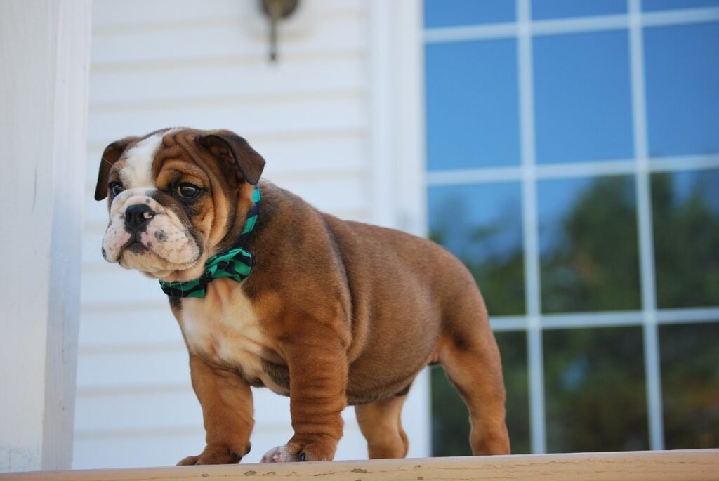 bulldog, puppy, dog