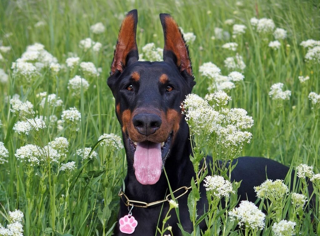 doberman, dog, flowers