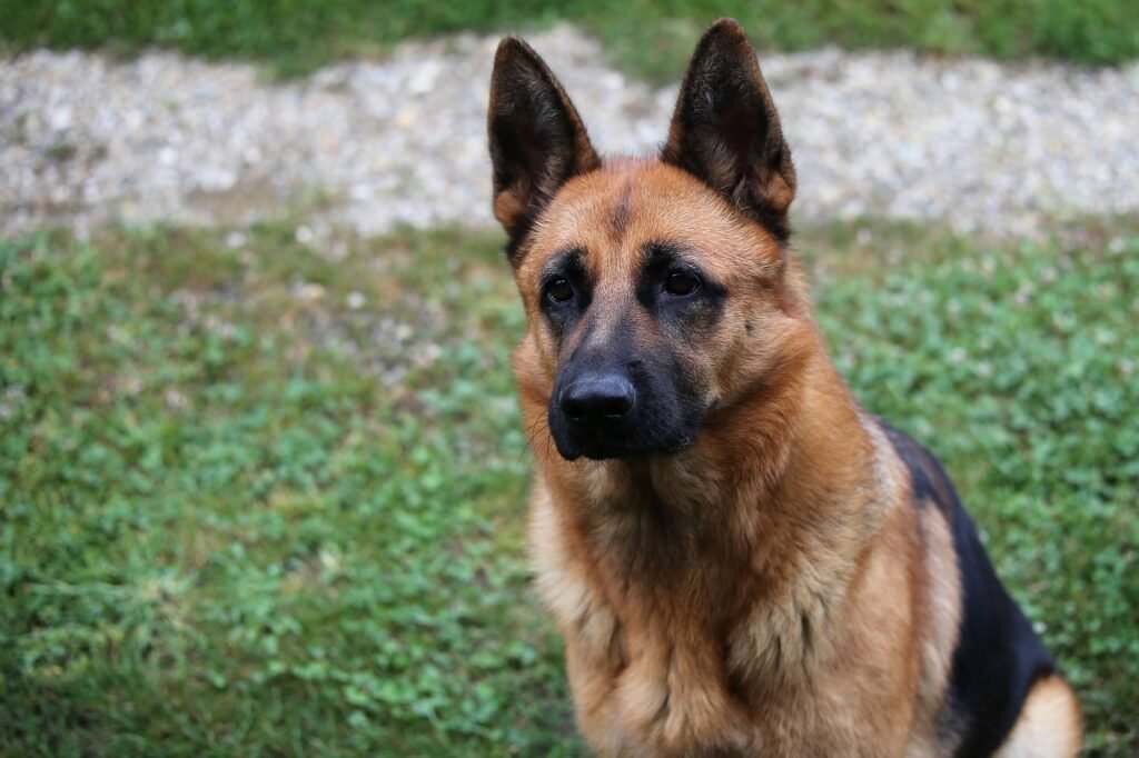 dog, german shepherd, pet