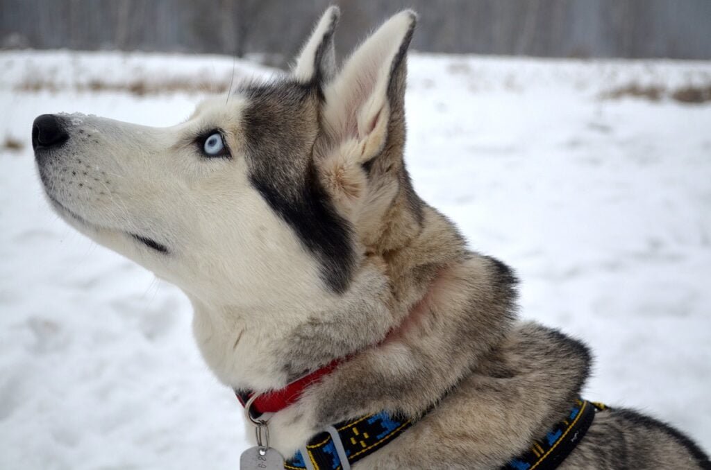 dog, siberian, husky