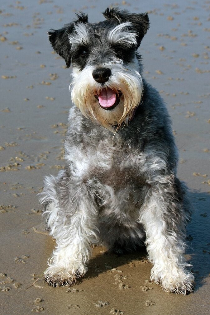 schnauzer, dog, miniature schnauzer