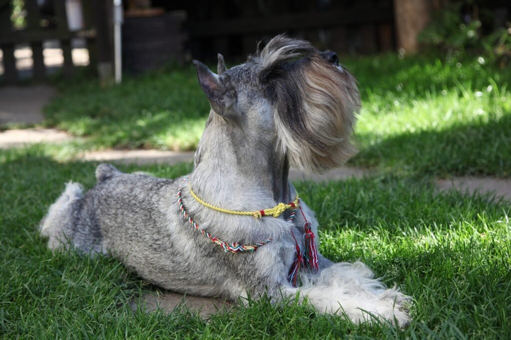 schnauzer, dog, pet