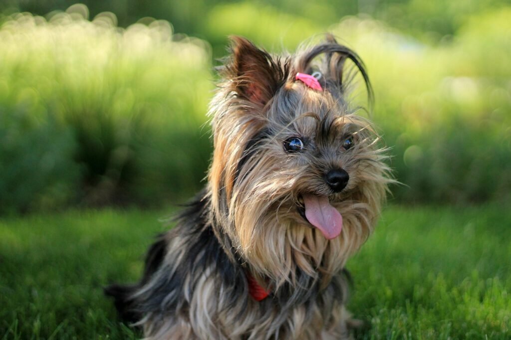 terrier, dog, cute