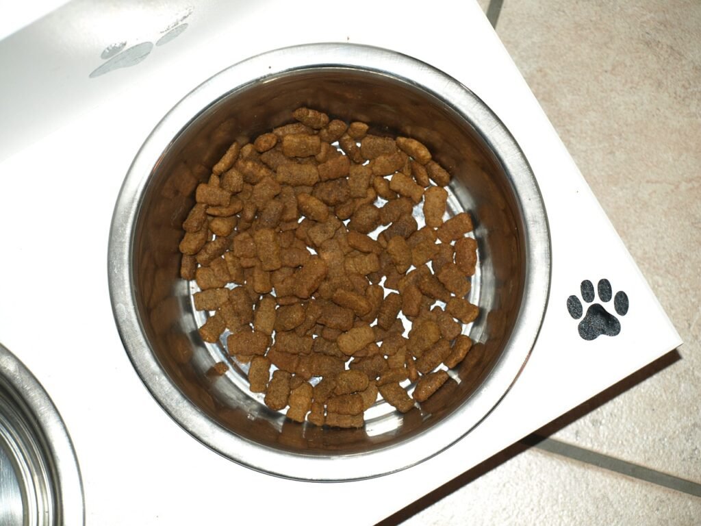 bowl, dog bowl, dog food