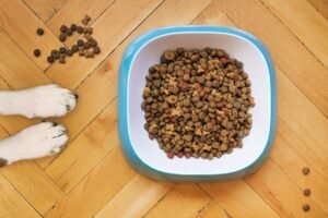 dry dog food, dog training, kibble