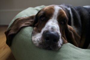 basset hound, dog, rest-6003265.jpg