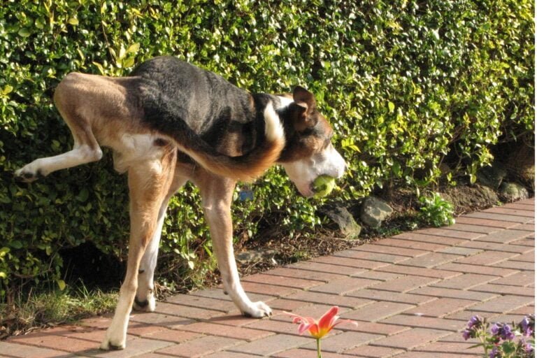 Come Capire Se Il Cane Ti Ha Scelto Come Padrone