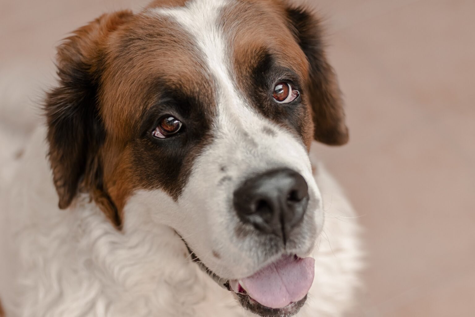 Come Capire Se Il Cane Ti Ha Scelto Come Padrone