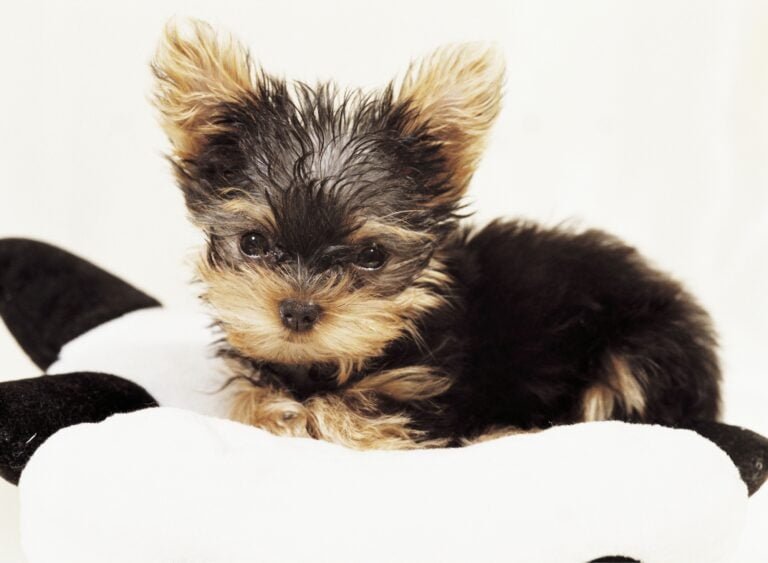 Come abituare il cane a stare da solo? Guida al cane