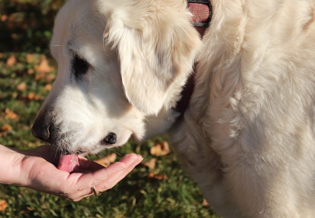 cane beve dalla mano del padrone