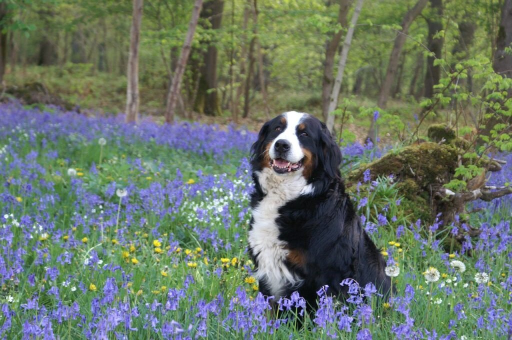 Bovaro del Bernese