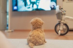 cane guarda la tv