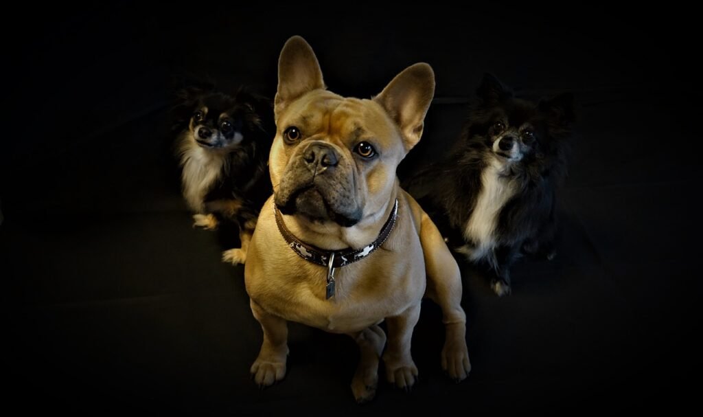 Quali colori vedono i cani? Vista del Cane e Differenze con l'Uomo